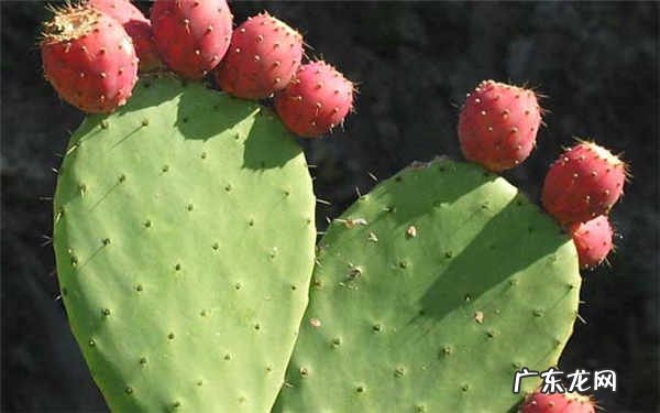 仙人掌放在哪里招财怎么放好