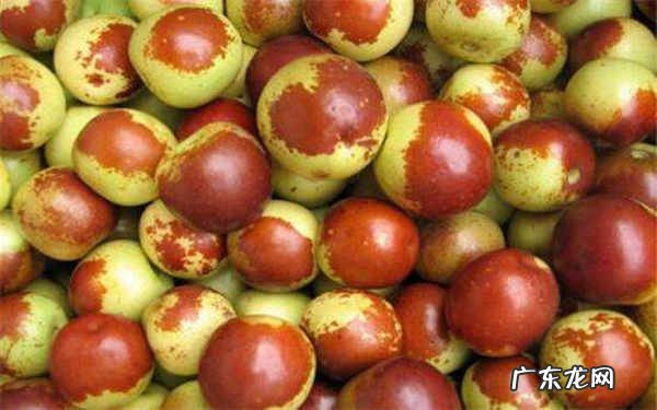 减肥期间能吃冬枣吗冬枣热量怎么样