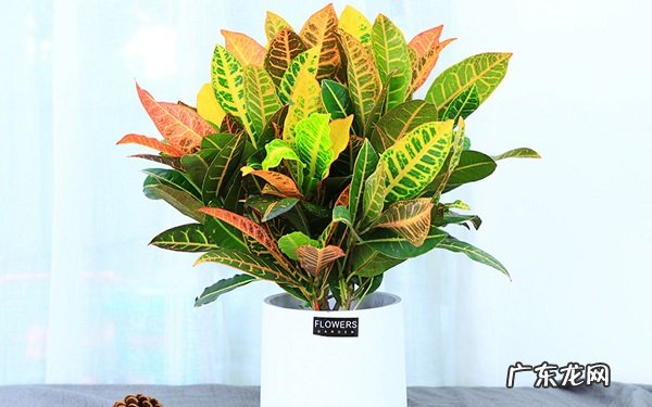 变色木的养殖方法是什么