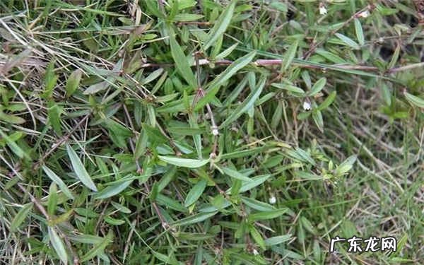 白花蛇草水能天天喝吗有什么作用