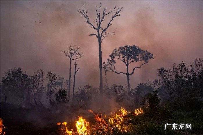 巴西热带雨林火灾原因 热带雨林发生了几次火灾
