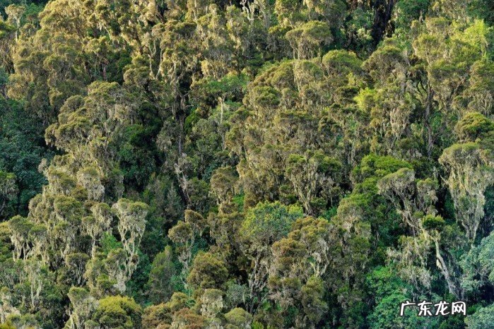 巴西热带雨林火灾原因 热带雨林发生了几次火灾