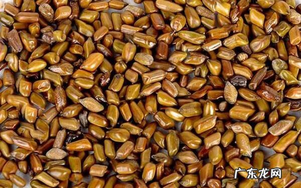 决明子的功效与作用对人体有哪些好处