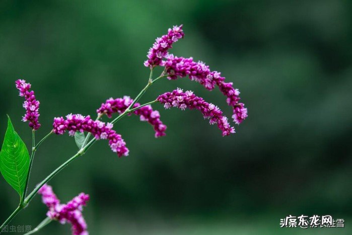 寒露节气寒露古诗五首 关于寒露的古诗有哪些