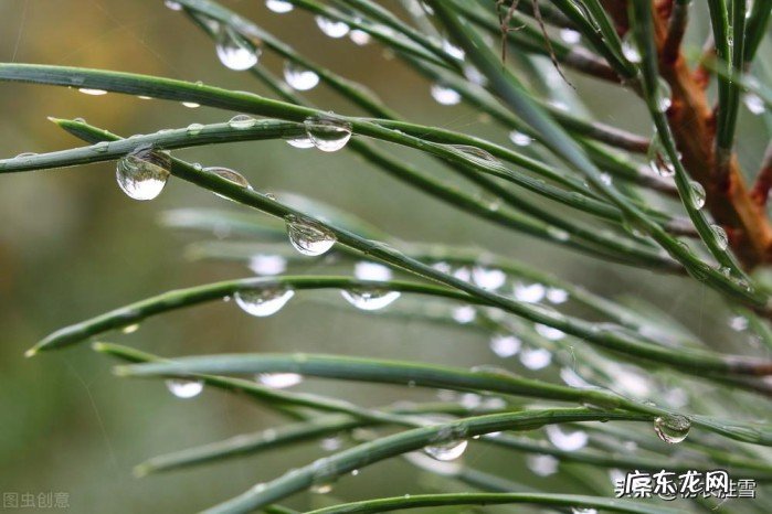 寒露节气寒露古诗五首 关于寒露的古诗有哪些