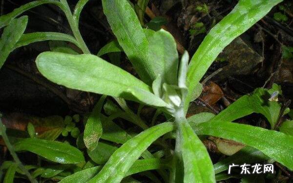 乡下常见的草药有哪些农村常见中草药