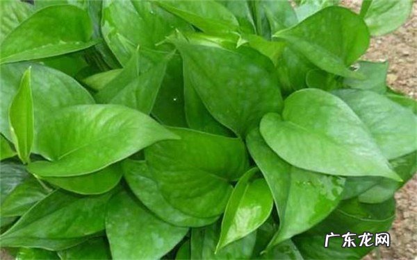 家里为什么不能放绿萝原因有哪些