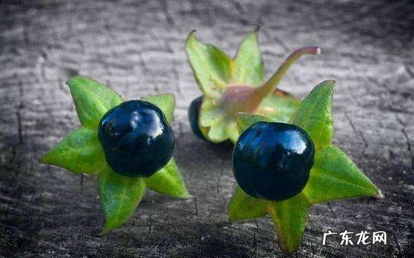 剧毒野果有哪些