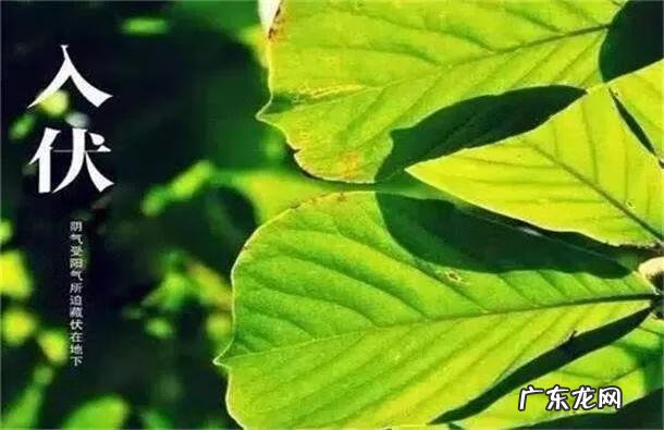 2021年三伏天时间表 伏天时间表2021是哪天