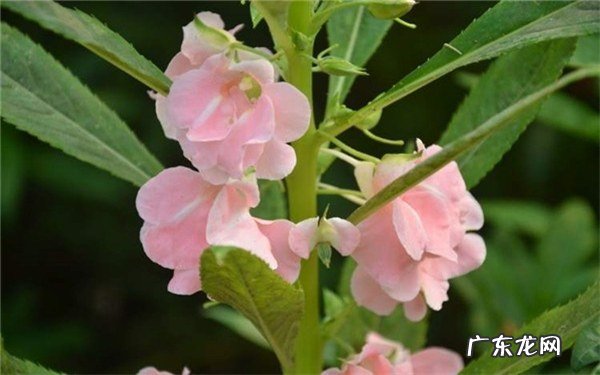 致癌花卉名单常见致癌植物有哪些