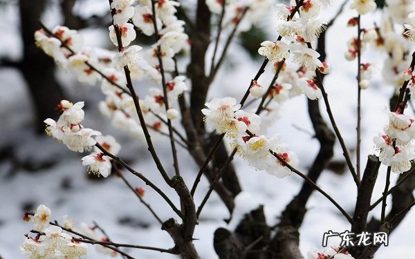 冬天开什么花哪些花在冬天开
