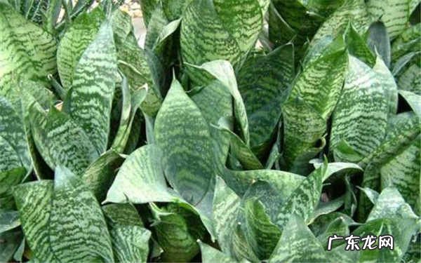 进门见虎皮兰好吗养虎皮兰的禁忌