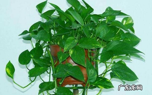 绿萝叶子耷拉怎么补救绿萝发蔫怎么办