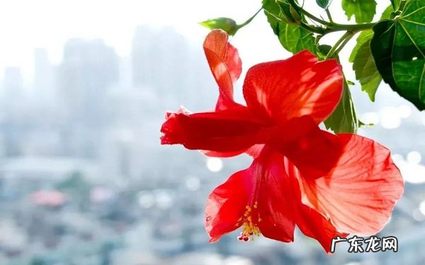 放阳台耐热耐晒植物有哪些