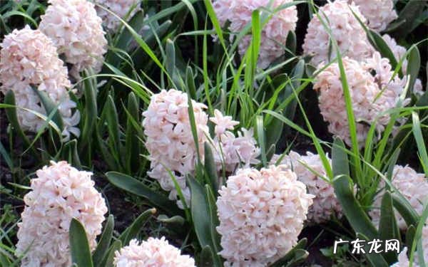 春天开的常见的花有哪些什么花好看