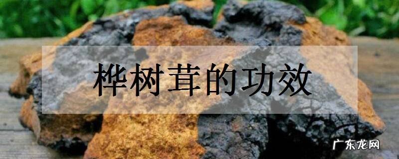 桦树茸的功效有哪些经常食用的好处