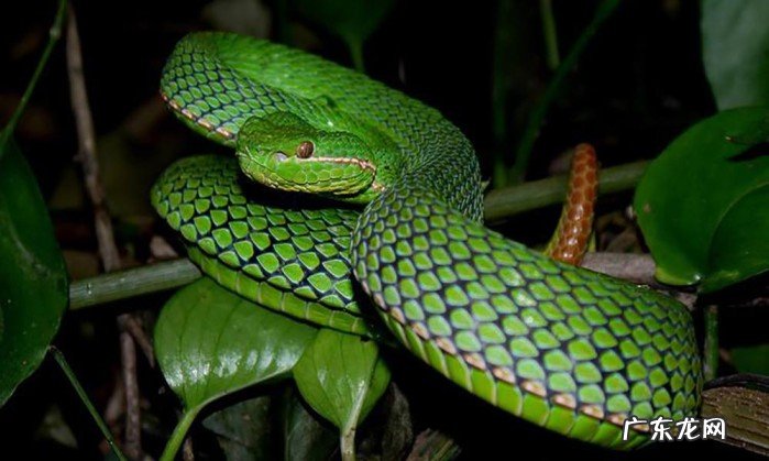 农村最毒的蛇是什么蛇 农村常见的毒蛇图片一览