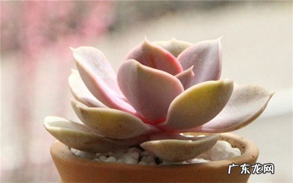 为什么说家里养多肉对女人不好原因是什么