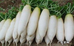 生吃白萝卜的禁忌吃白萝卜有哪些好处