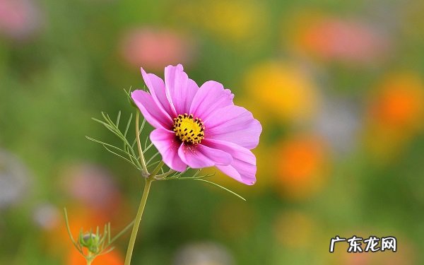 波斯菊种子怎么种需要准备什么