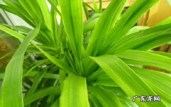 龙须树多久浇一次水不同季节怎么浇水