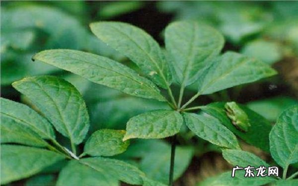 土三七和三七的区别两者有哪些不同