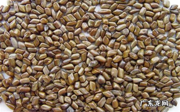 哪些人不适合吃决明子原因是什么