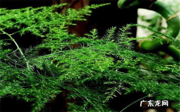 剪下来的文竹能插活吗怎么插活