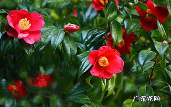 怎样让茶花重新长叶掉叶子的补救方法