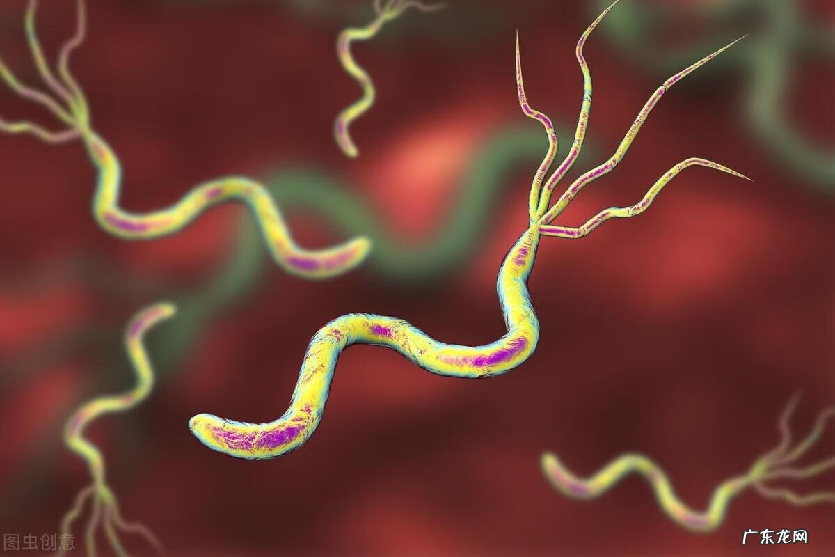 十二指肠 位置 十二指肠溃疡