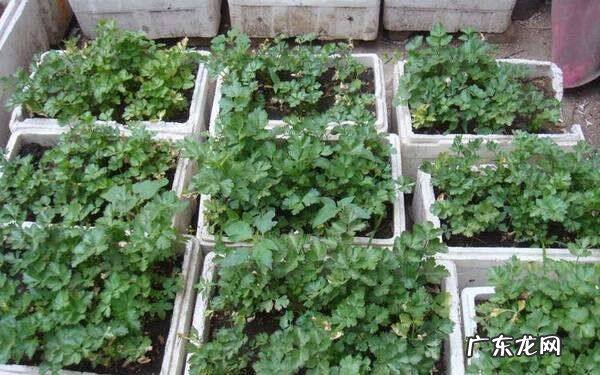 泡沫箱种菜的危害种出的菜可以吃吗