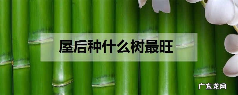 屋后种什么树最旺有哪些讲究