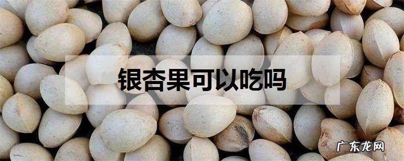 银杏果可以吃吗银杏果的作用与功效
