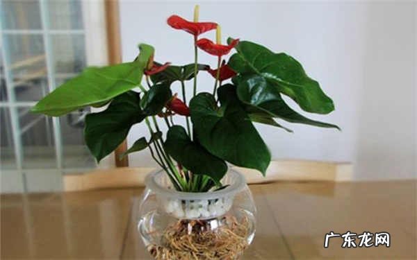 水养红掌能活多久水培红掌的方法