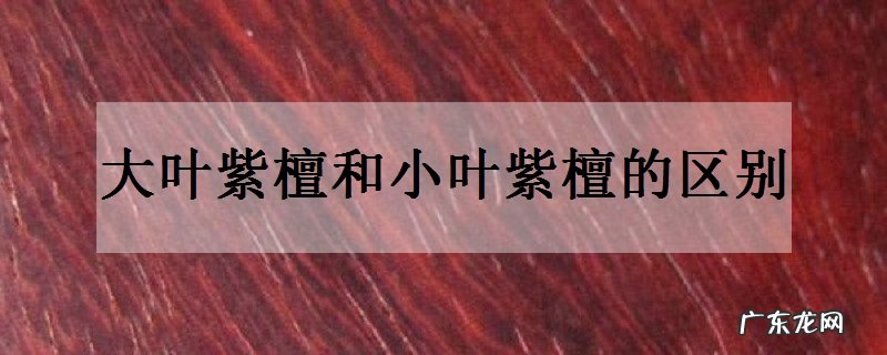 大叶紫檀和小叶紫檀的区别