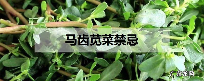 马齿苋菜禁忌作用和功效有哪些