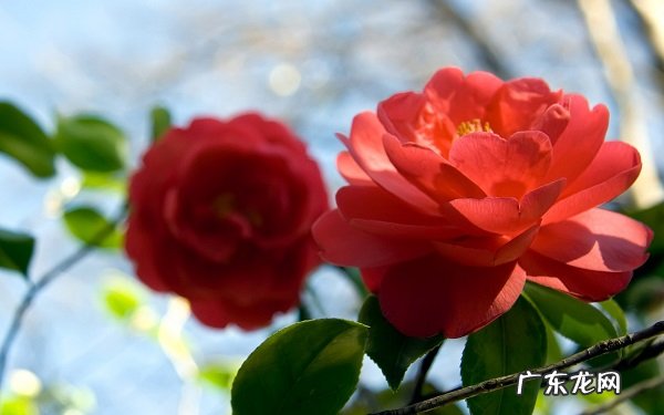 茶花叶尖枯焦是什么原因要怎么解决