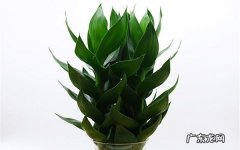 莲花竹水养方法怎么水培莲花竹
