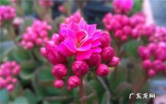 长寿花一般几月份打顶什么时间打顶最合适