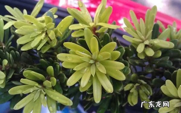 金钻花为何叫辟邪王养殖方法有哪些