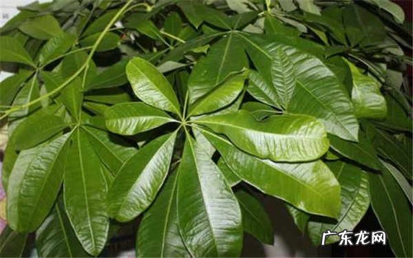 发财树怎么养才茂盛养护发财树的方法