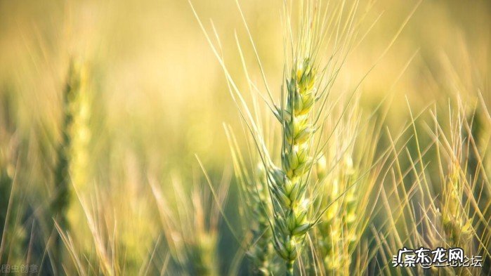 冬小麦的种植方式盘点 2022年冬小麦最佳播种时间