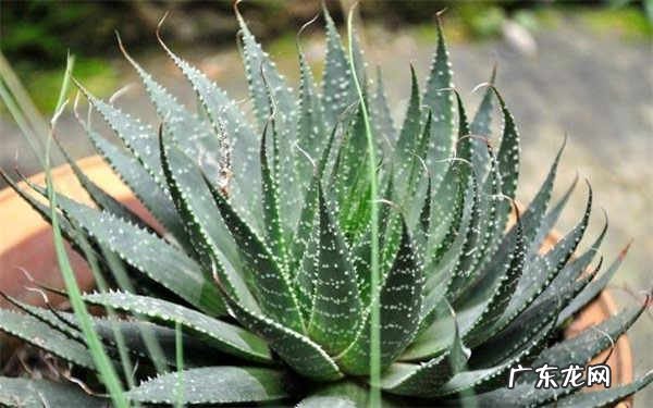 芦荟摆放家里禁忌怎么摆好