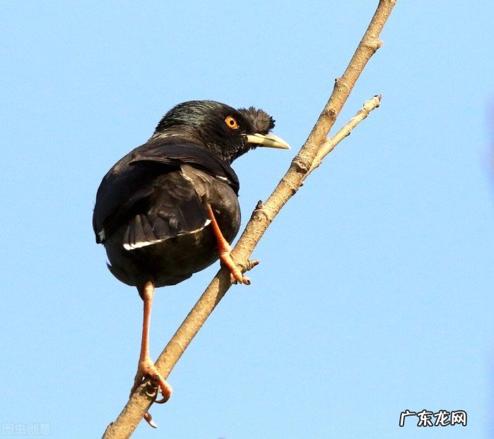 八哥放松式饲养技巧 八哥的饲养方法和注意事项是什么