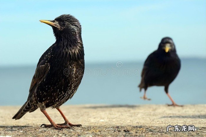 八哥放松式饲养技巧 八哥的饲养方法和注意事项是什么