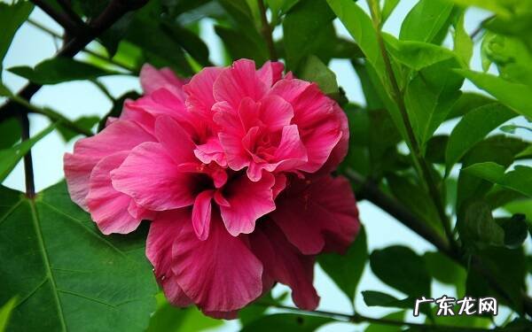 适合家里养的32种花在家养花有什么好处