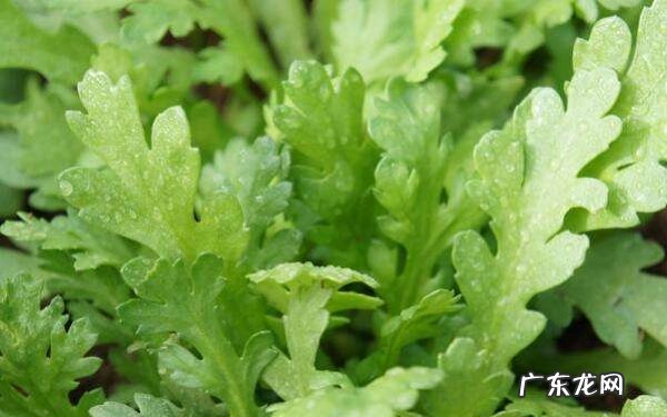 什么人不能吃茼蒿禁忌人群有哪些