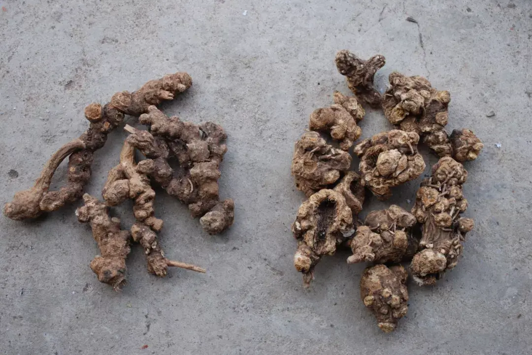 麸炒苍术的功效与用量 麸炒苍术和苍术的区别