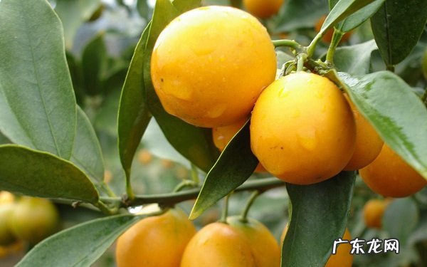 八种招财又旺宅的植物哪些植物能招财