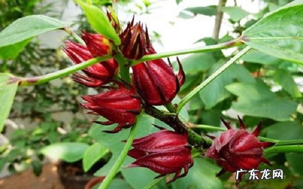 玫瑰茄的功效与作用适宜人群有哪些